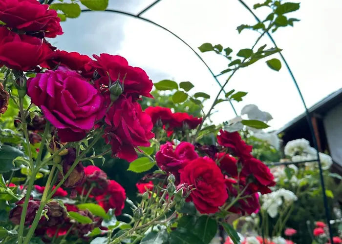 чевермето Gæstehus Palitsi