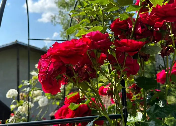 Gæstehus чевермето *